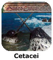 Cetacei